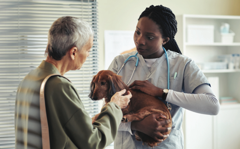Enhancing Spectrum of Care Preparation in Veterinary Education Programs: An Implementation Strategies Guide